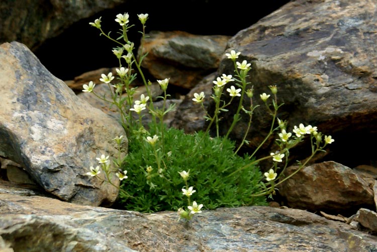 val d''Ayas  - Saxifraga exarata s.l.