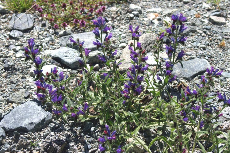 val Clavalit 9 Echium plantagineum