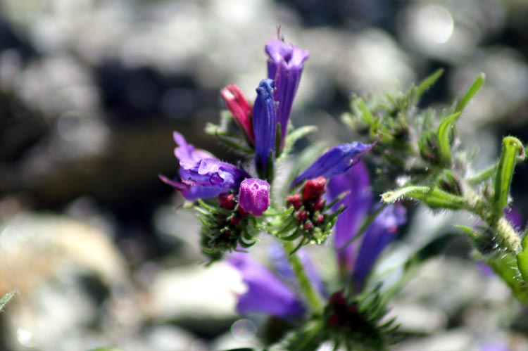 val Clavalit 9 Echium plantagineum