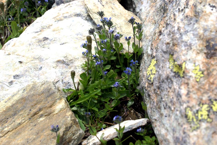 Veronica alpina / Veronica delle Alpi