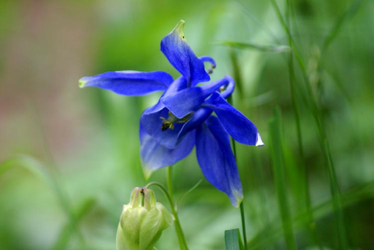 Aquilegia alpina / Aquilegia maggiore, A. alpina