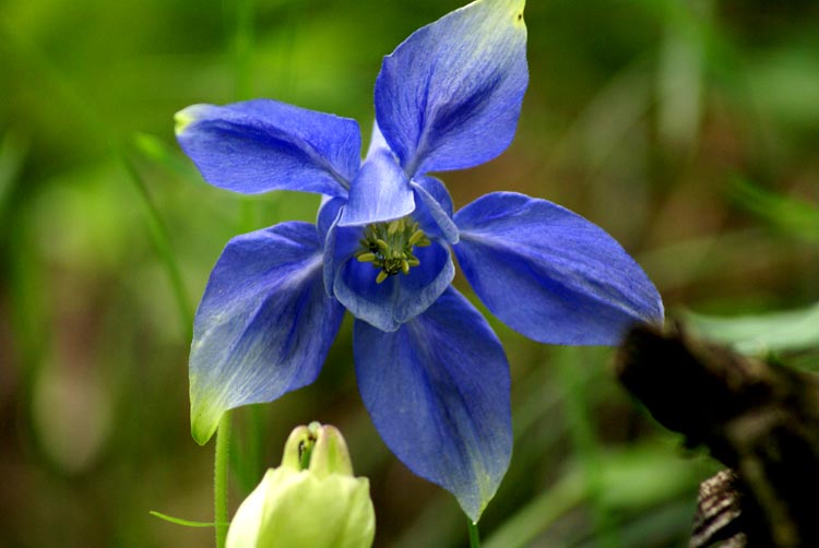 Aquilegia alpina / Aquilegia maggiore, A. alpina