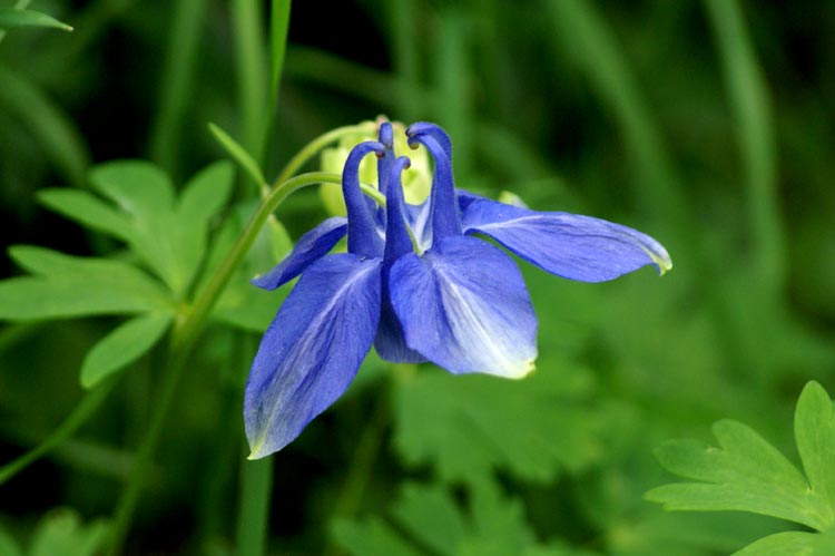 Aquilegia alpina / Aquilegia maggiore, A. alpina