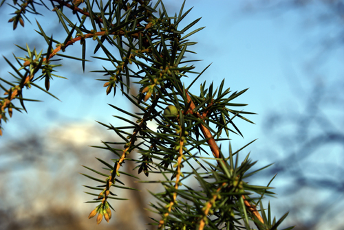 Juniperus oxycedrus - Ginepro rosso