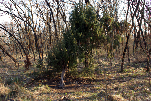 Juniperus oxycedrus - Ginepro rosso
