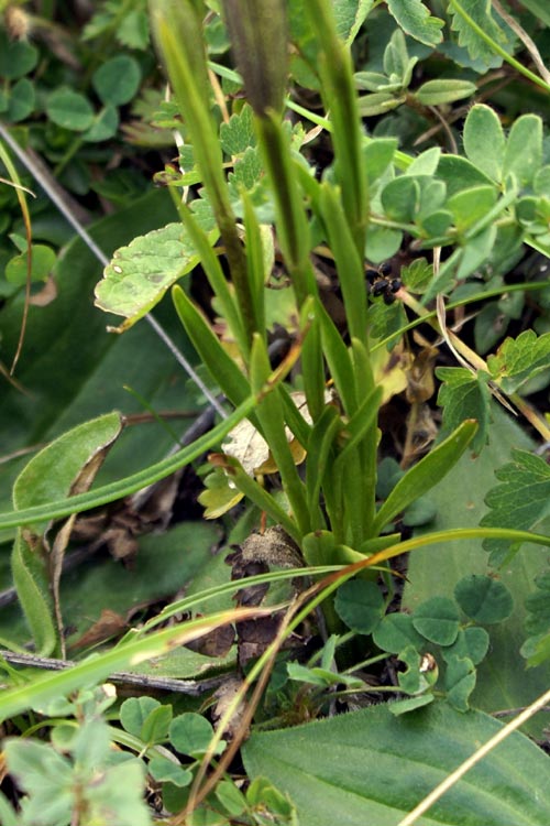 Gentianopsis ciliata / Genziana sfrangiata