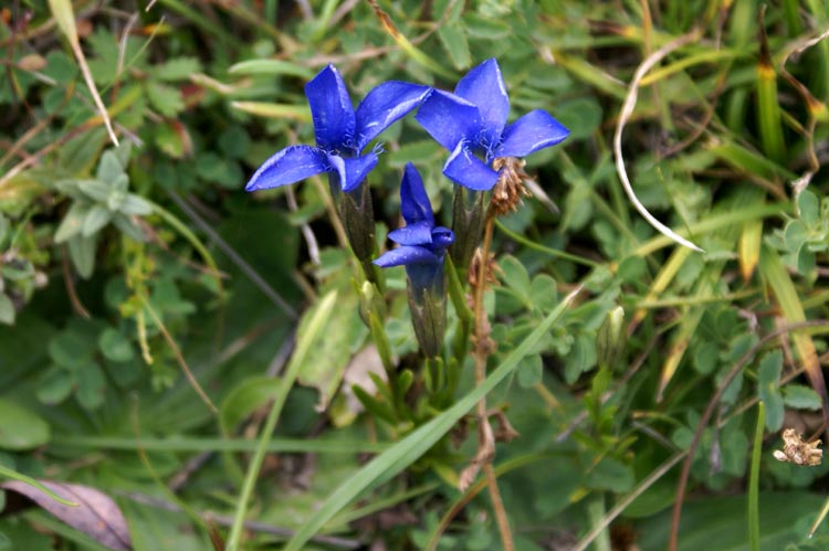 Gentianopsis ciliata / Genziana sfrangiata