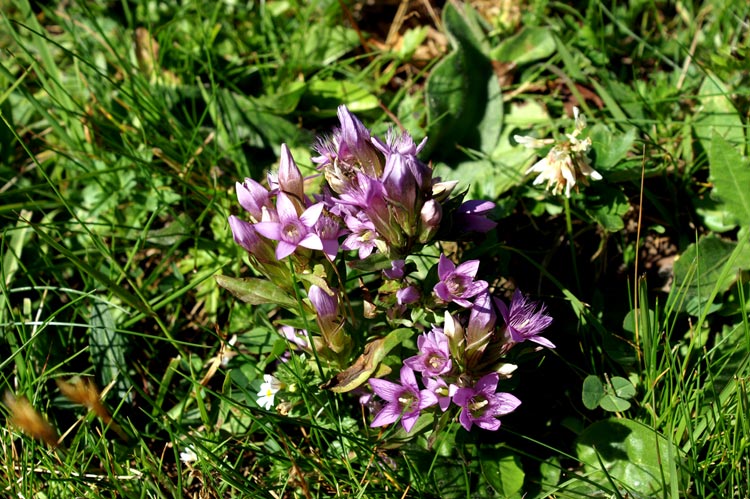 val d''Ayas 6 - Gentianella sp.