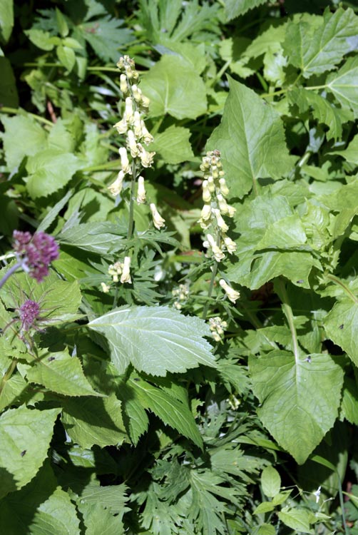 Aconitum lycoctonum / Aconito strozzalupo