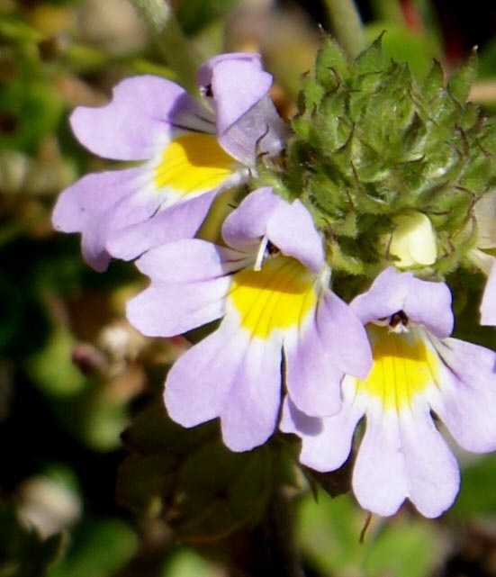 valsavarenche G - Euphrasia sp