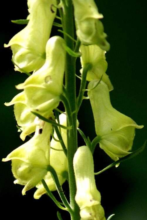 Aconitum lycoctonum / Aconito strozzalupo