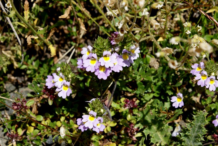 valsavarenche G - Euphrasia sp