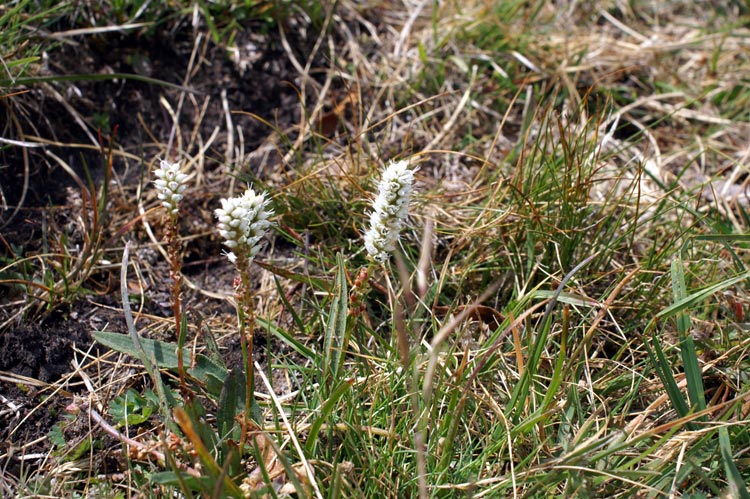 Bistorta vivipara (=Polygonum viviparum) / Poligono viviparo