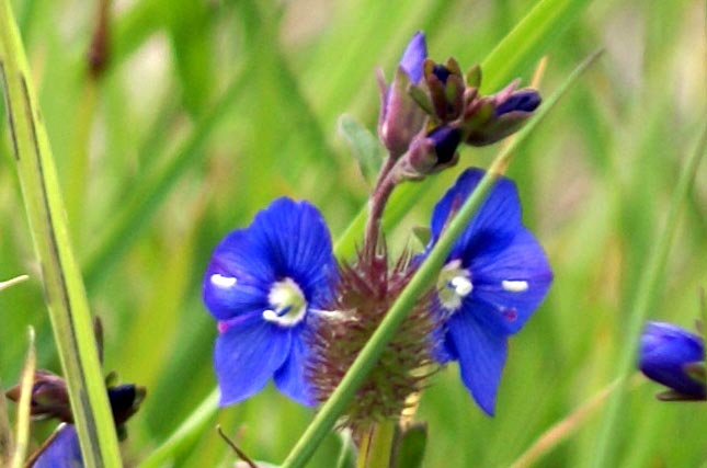 Valsavarenche - Veronica fruticans