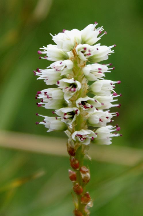 Bistorta vivipara (=Polygonum viviparum) / Poligono viviparo