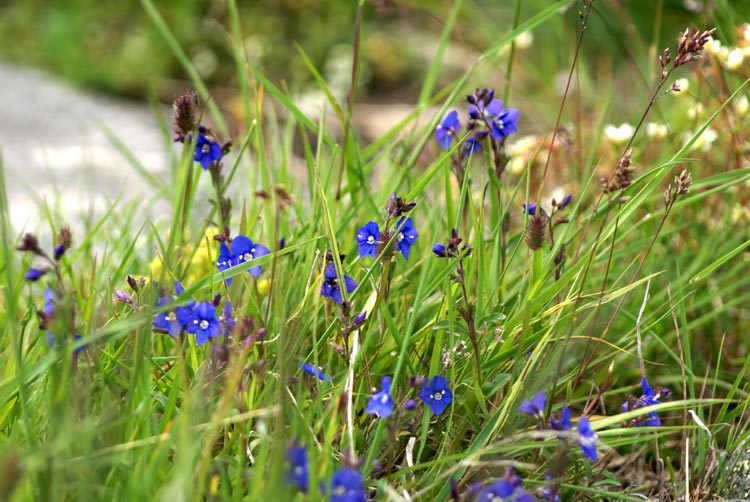 Valsavarenche - Veronica fruticans