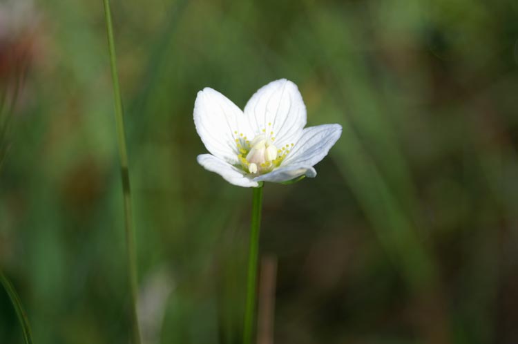 Parnassia palustris