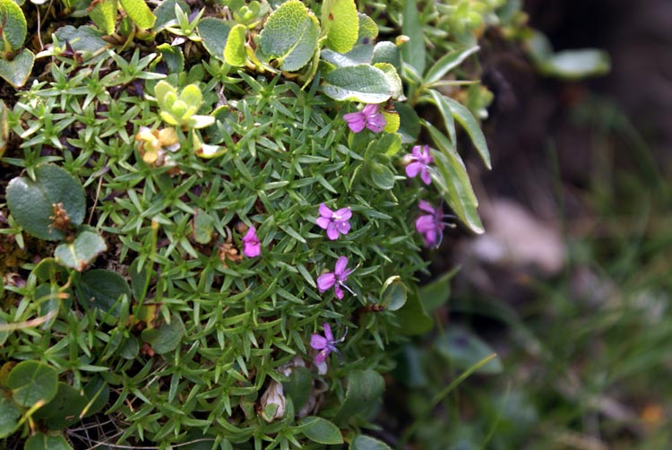 Silene acaulis / Silene a cuscinetto