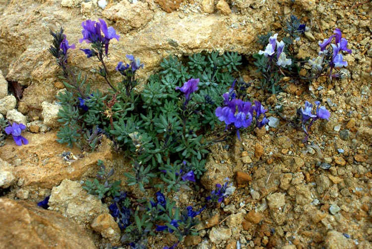 Linaria alpina / Linaria alpina