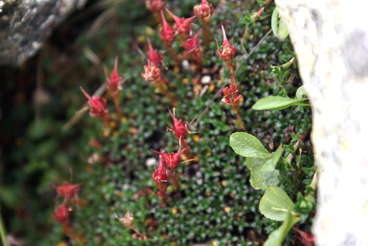 valsavarenche P Saxifraga retusa in frutto