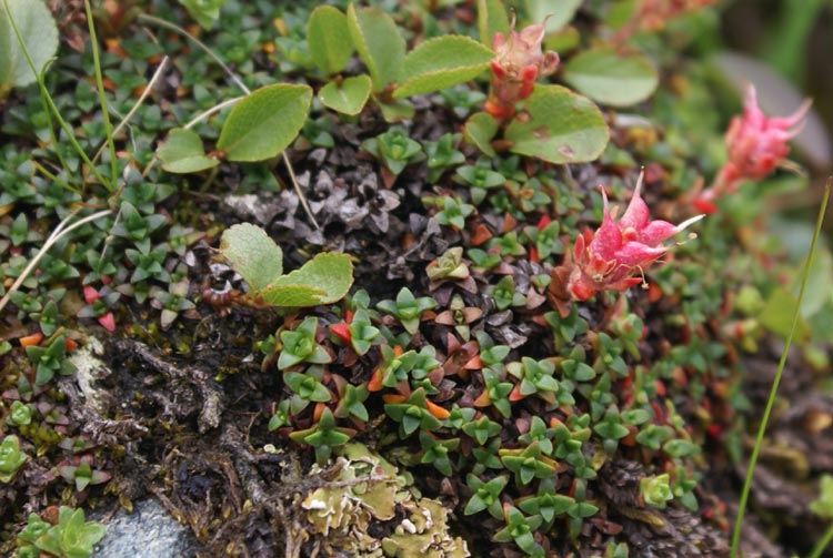 valsavarenche P Saxifraga retusa in frutto