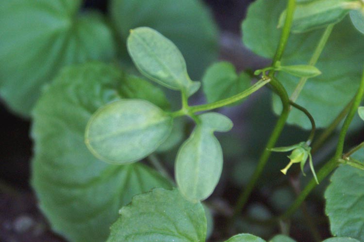 Cardamine plumieri / Billeri di Plumier