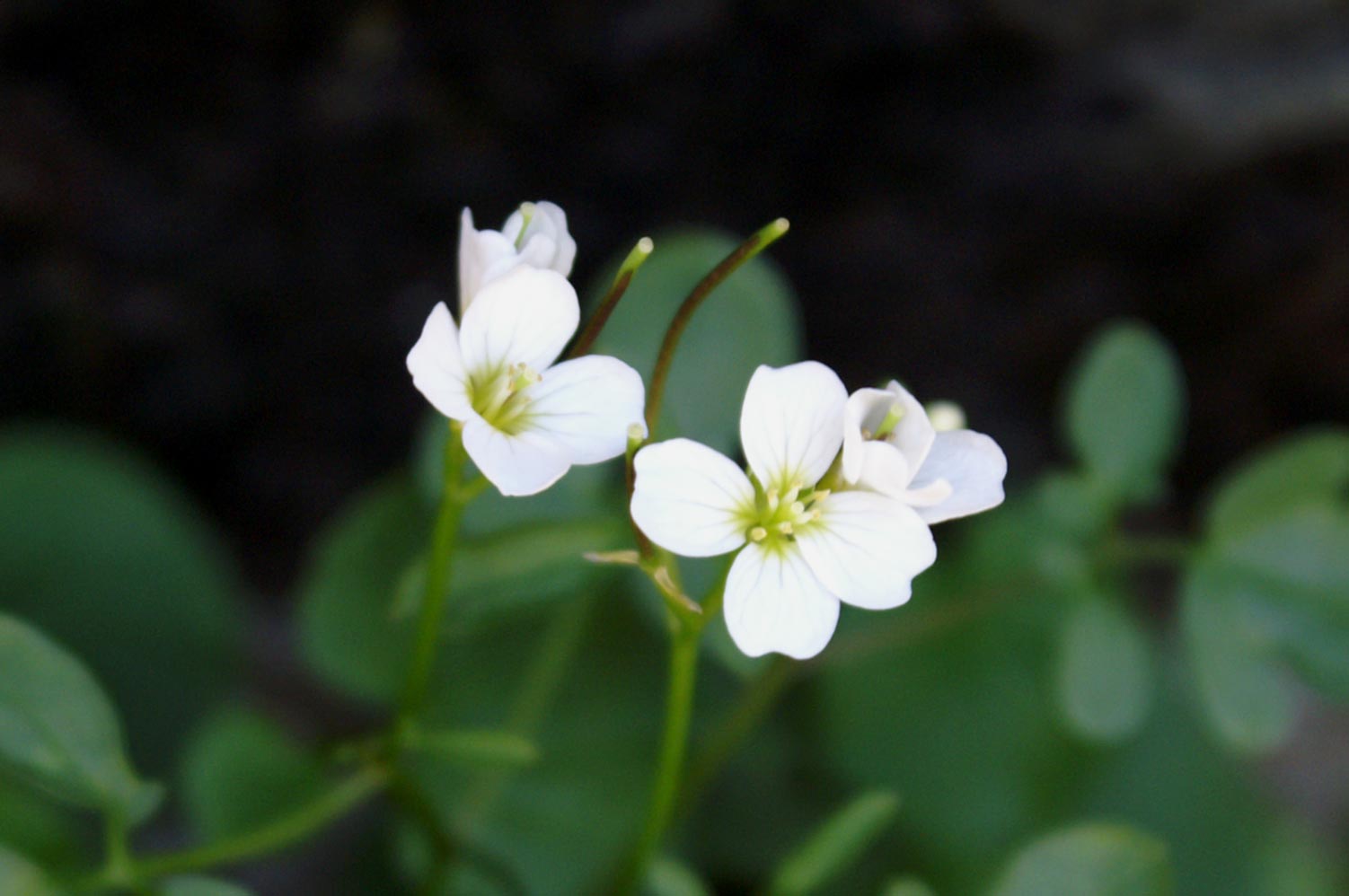 Cardamine plumieri / Billeri di Plumier