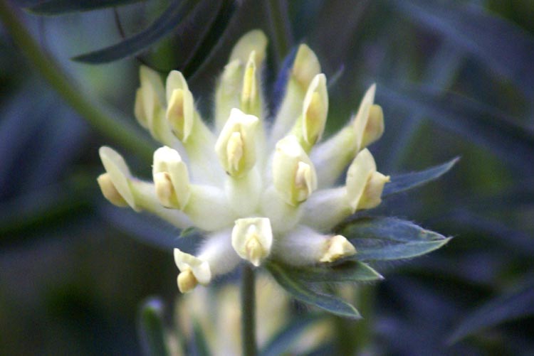 Val Tournenche - Anthyllis vulneraria s.l.