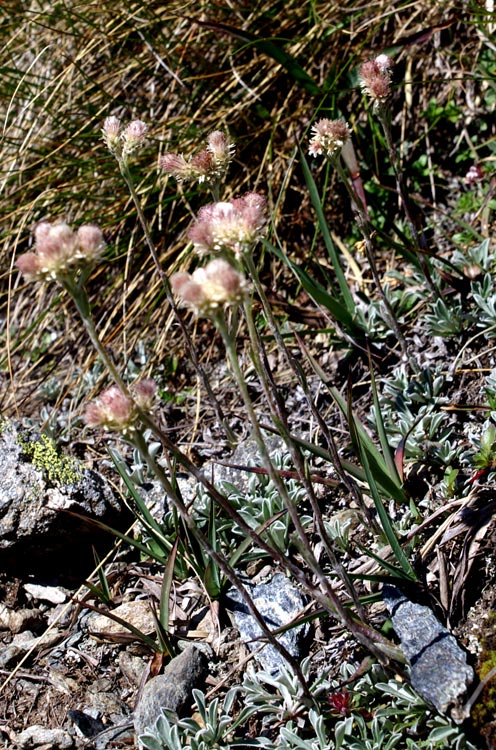 Antennaria dioica / Zampa di gatto