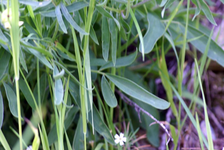 Val Tournenche - Anthyllis vulneraria s.l.