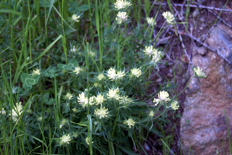 Val Tournenche - Anthyllis vulneraria s.l.