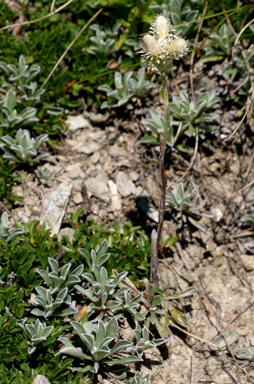 Antennaria dioica / Zampa di gatto