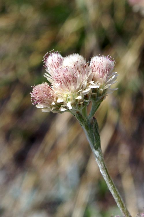 Antennaria dioica / Zampa di gatto