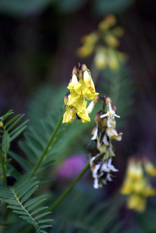 Astragalus penduliflorus / Astragalo a fiori pendenti