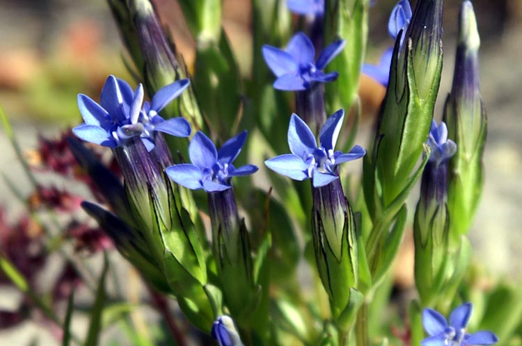 Gentiana nivalis / Genziana nivale