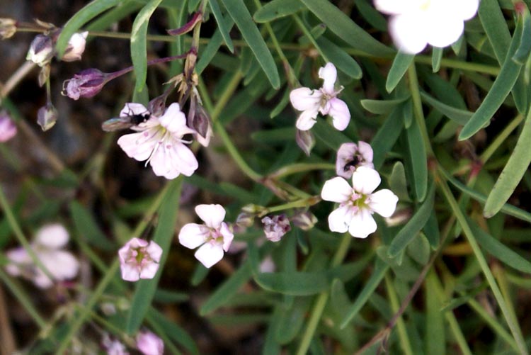 Gypsophila repens / Gipsofila strisciante