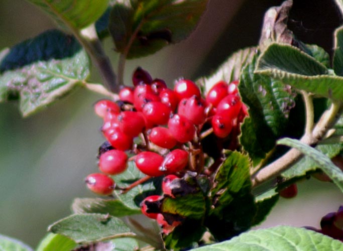 Viburnum lantana / Viburno lantana