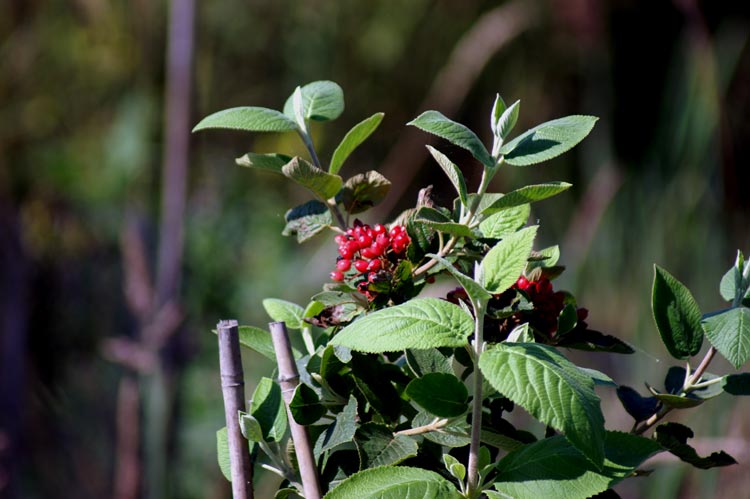 Viburnum lantana / Viburno lantana