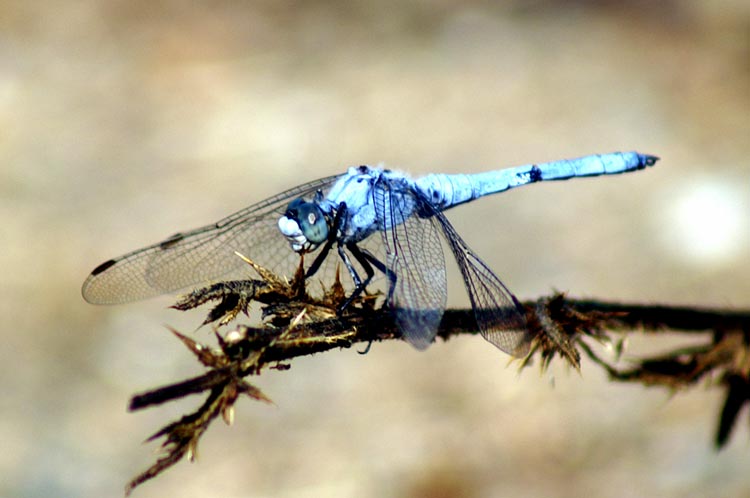 Orthetrum brunneum