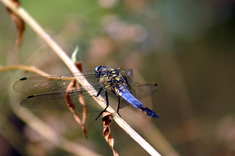 Orthetrum cancellatum