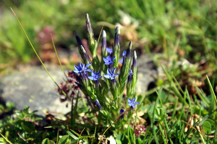 Gentiana nivalis / Genziana nivale