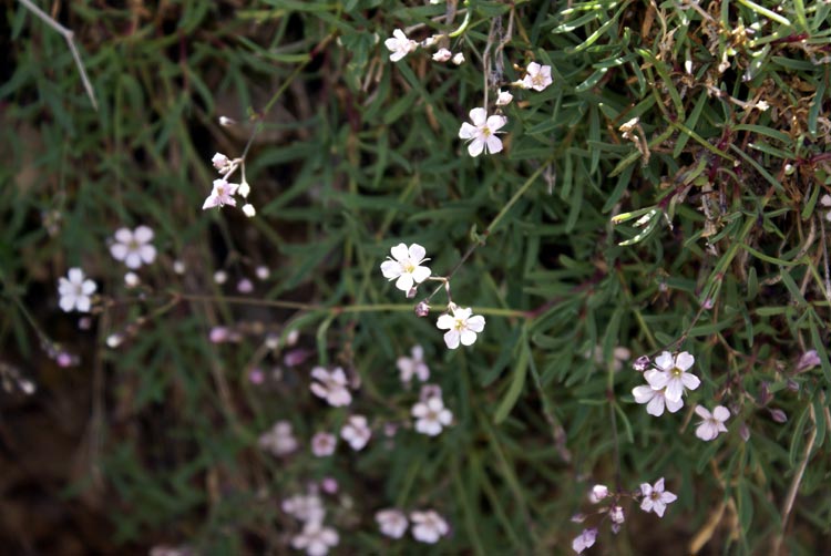 Gypsophila repens / Gipsofila strisciante