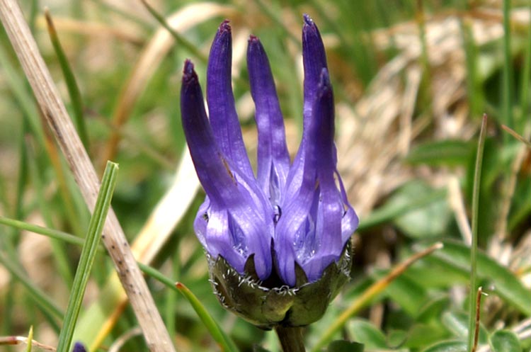 Phyteuma globulariifolium / Raponzolo a foglie di globularia