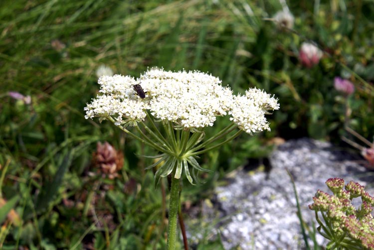 val Tournenche 21 - Apiacea