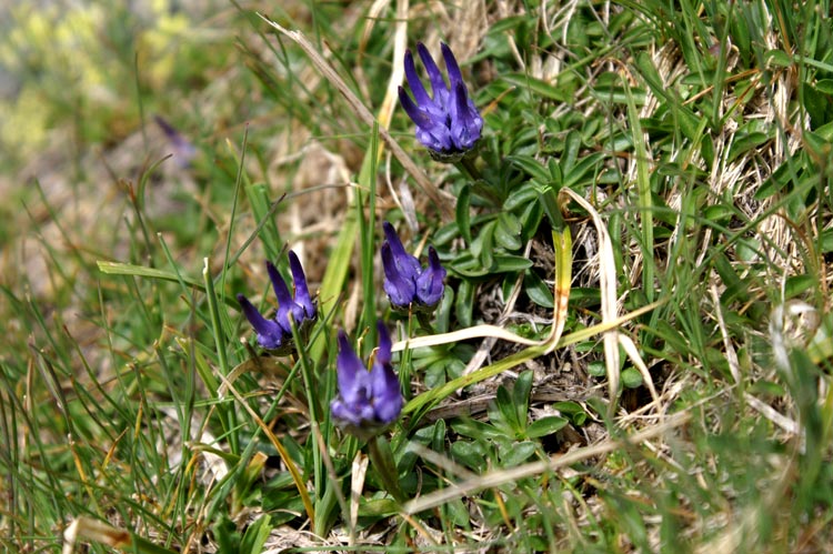 Phyteuma globulariifolium / Raponzolo a foglie di globularia