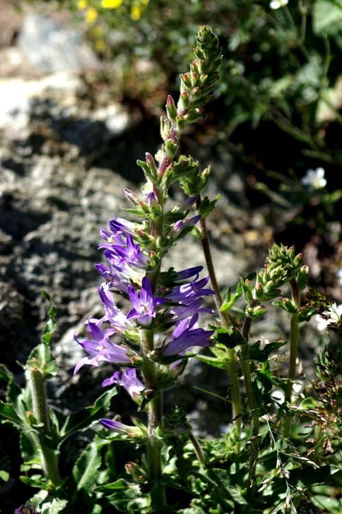 Campanula spicata / Campanula a spiga