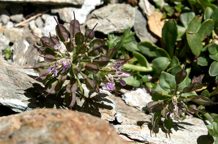 Noccaea corymbosa (=Thlaspi lerechianum) / Erba storna di Leresche