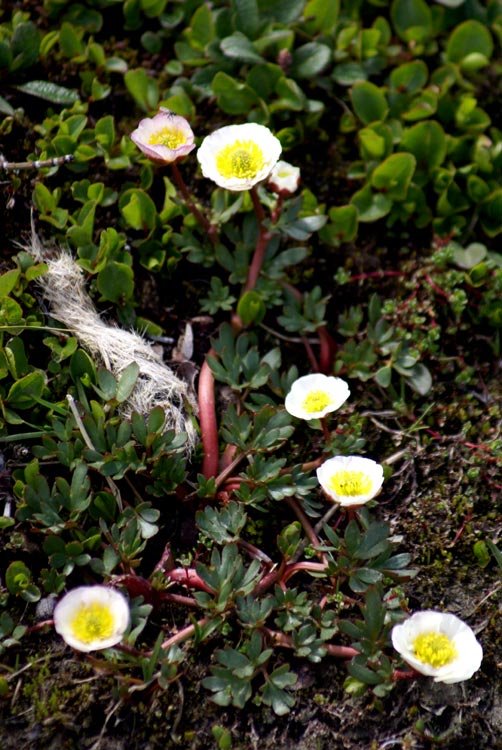 Ranunculus glacialis / Ranuncolo glaciale