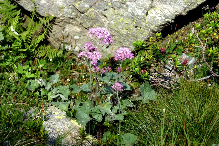 Val Tournenche - Adenostyles alpina (=glabra)