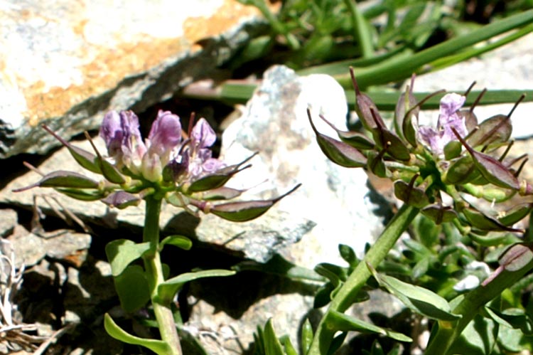 Noccaea corymbosa (=Thlaspi lerechianum) / Erba storna di Leresche